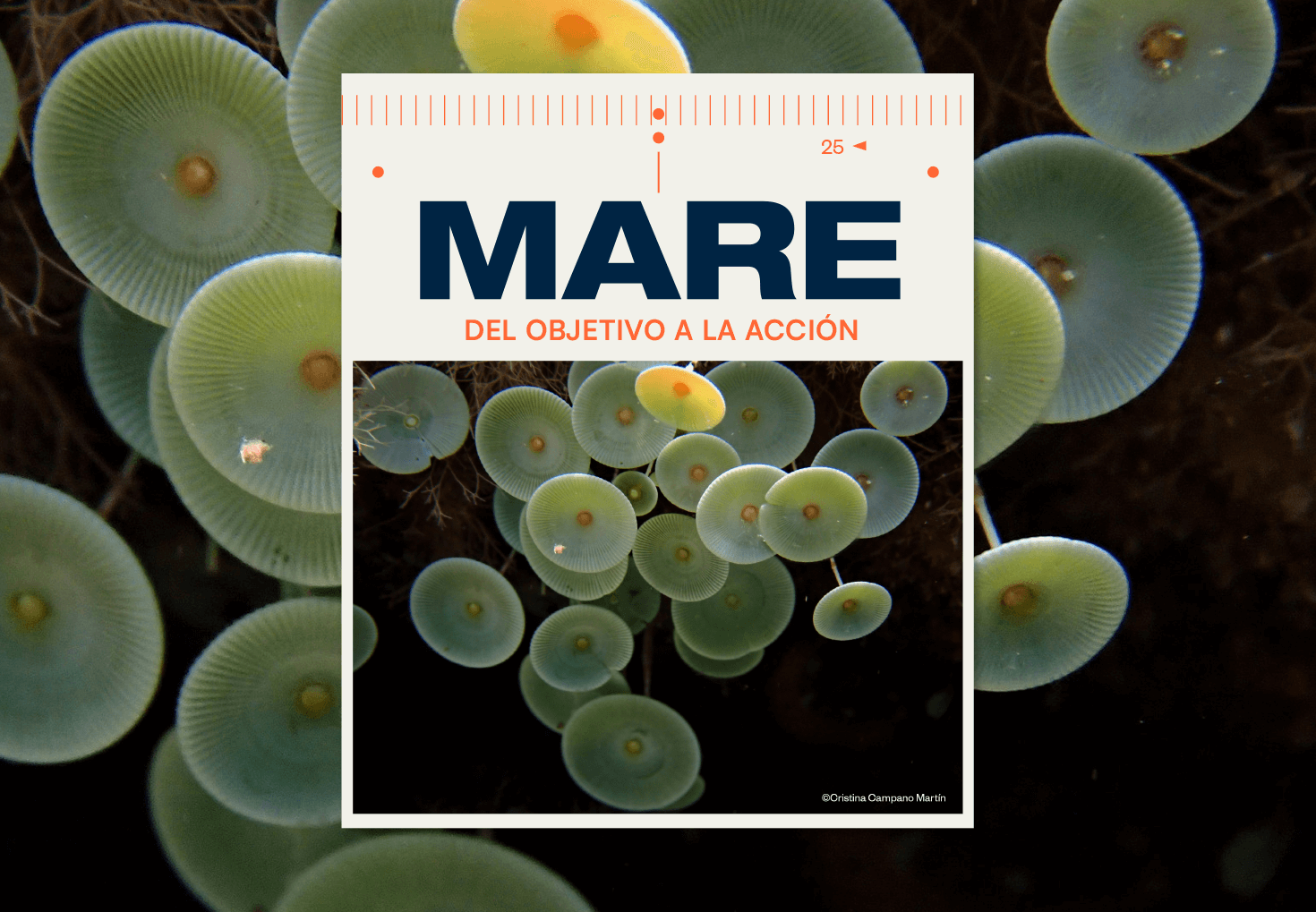 Mare - Certamen d'Arts Visuals per a la Conservació de la Mar Balear