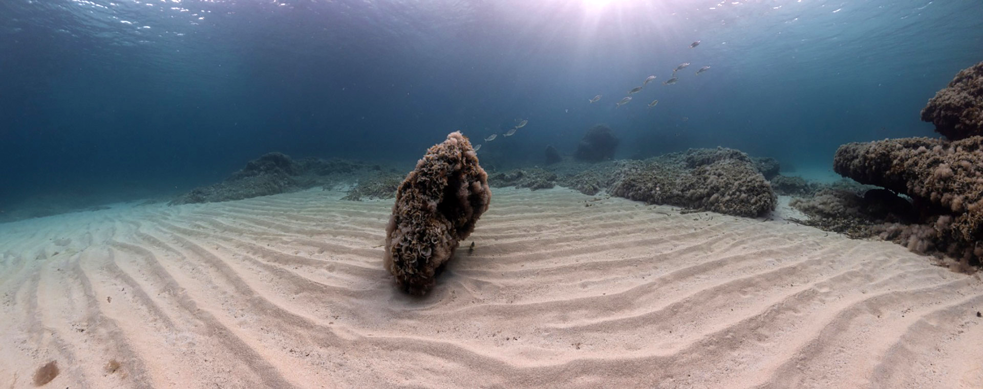 Mare - Certamen d'Arts Visuals per a la Conservació de la Mar Balear