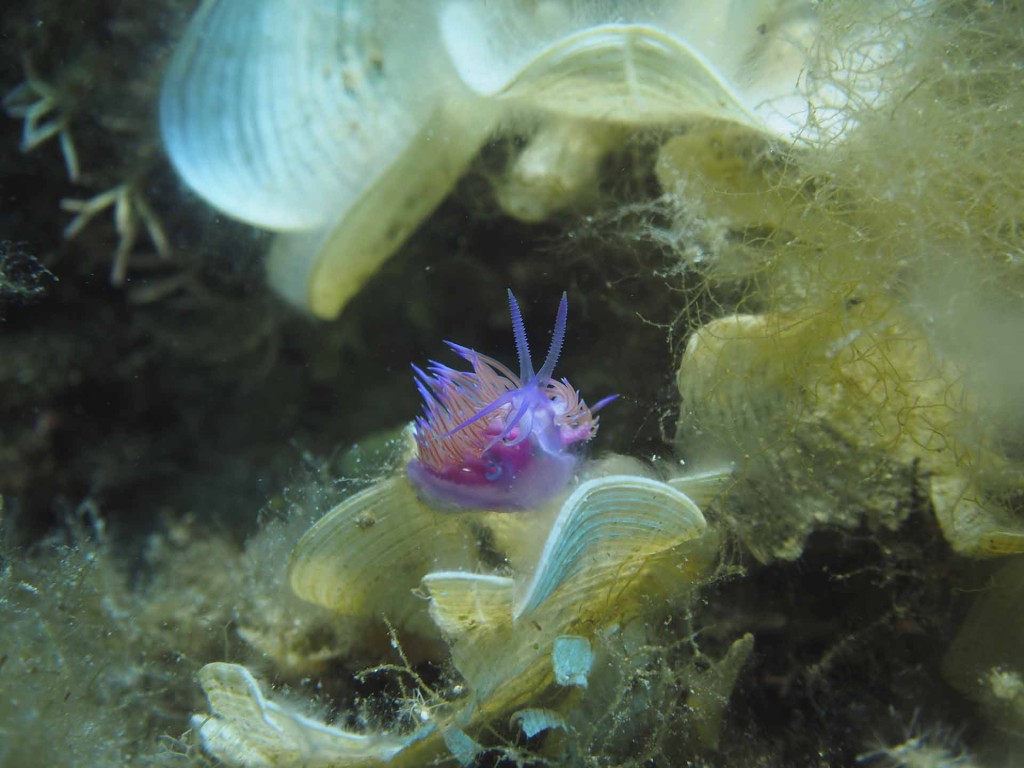 Noves generacions de nudibranquis