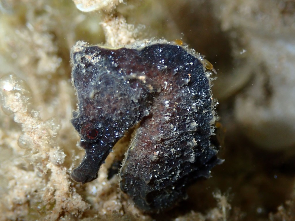 LA MIRADA DEL CABALLITO DE MAR