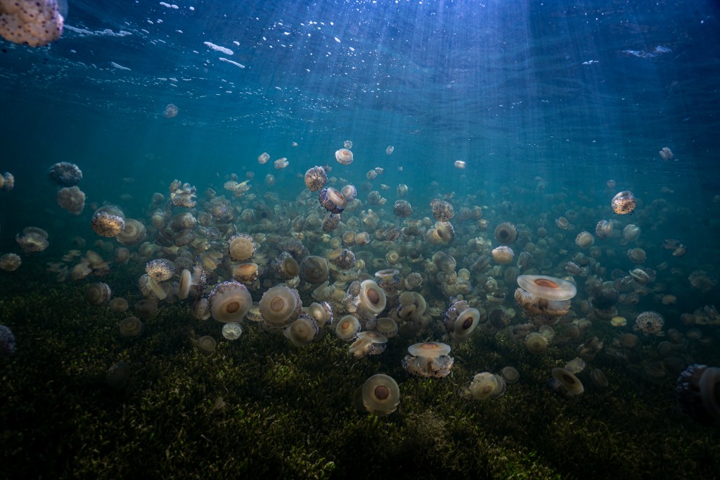 Ecos de un mar encantado