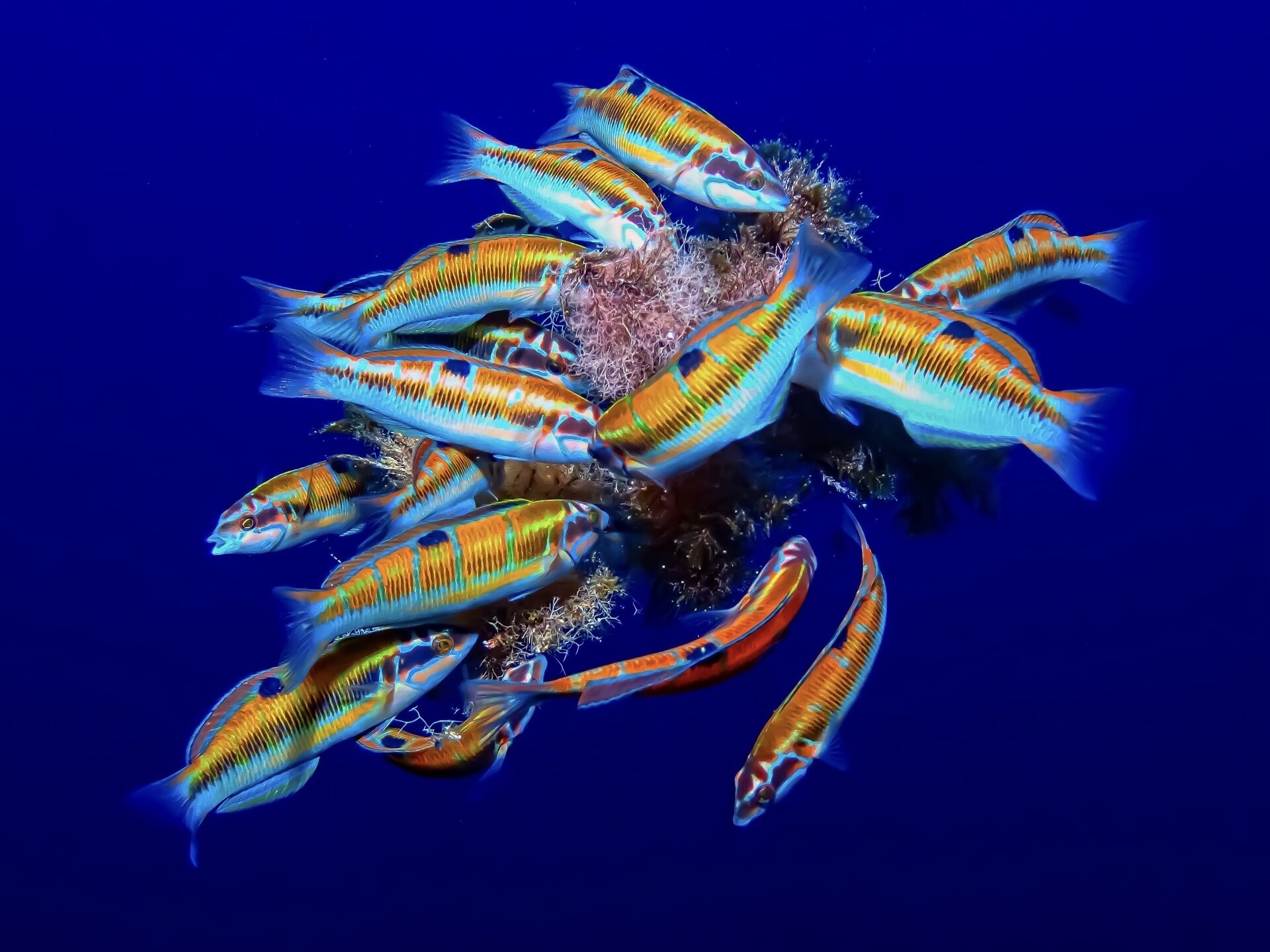 Sinfonía de colores