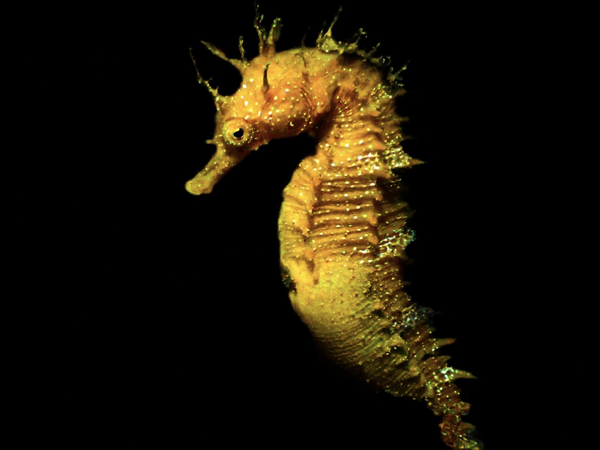 Encanto en miniatura