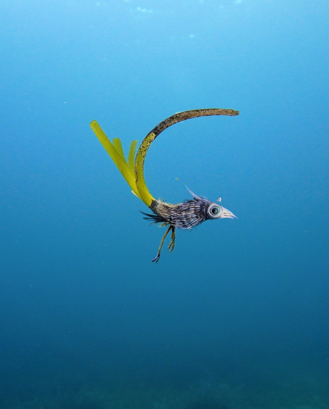 Metamorfosis vegetal