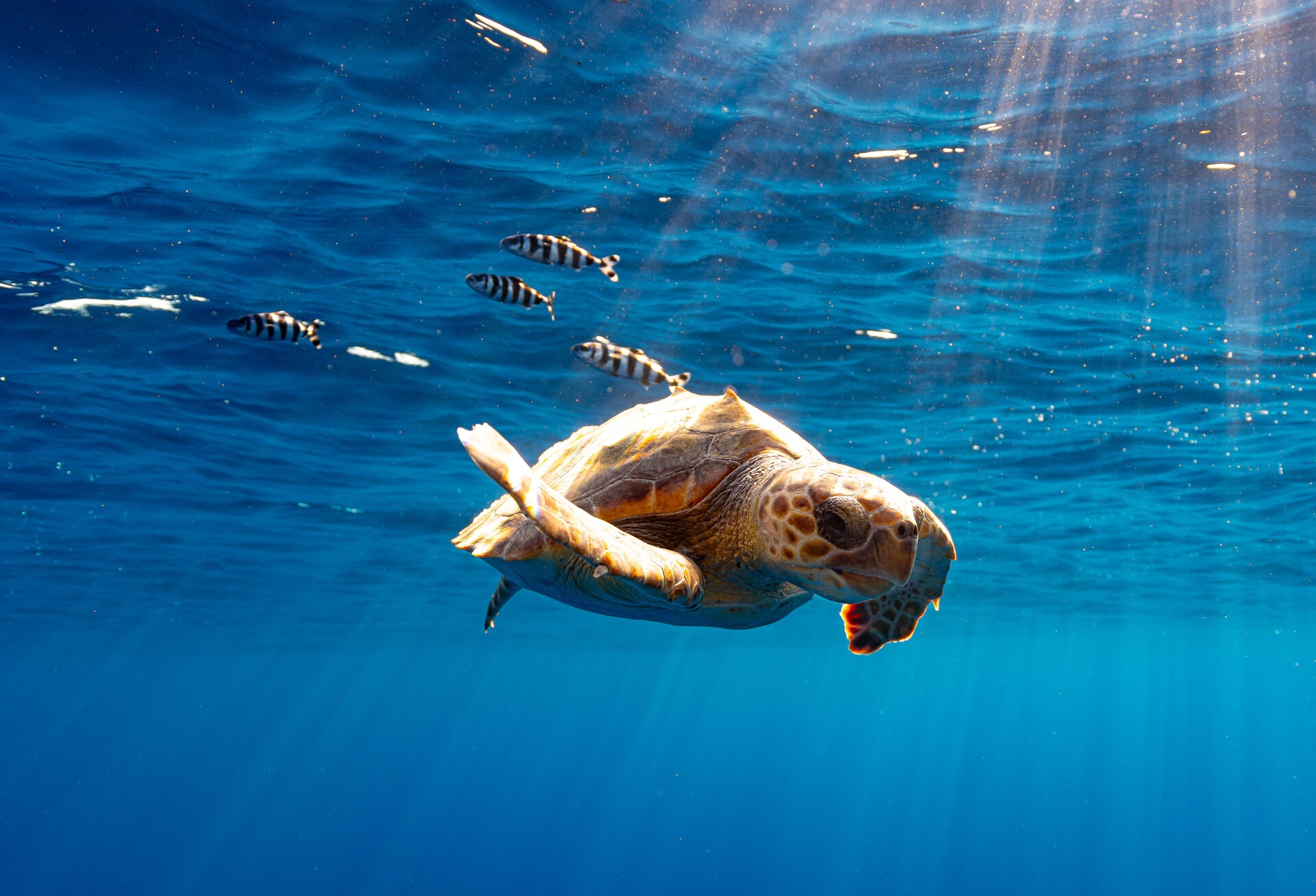 Tortugas del Mediterráneo