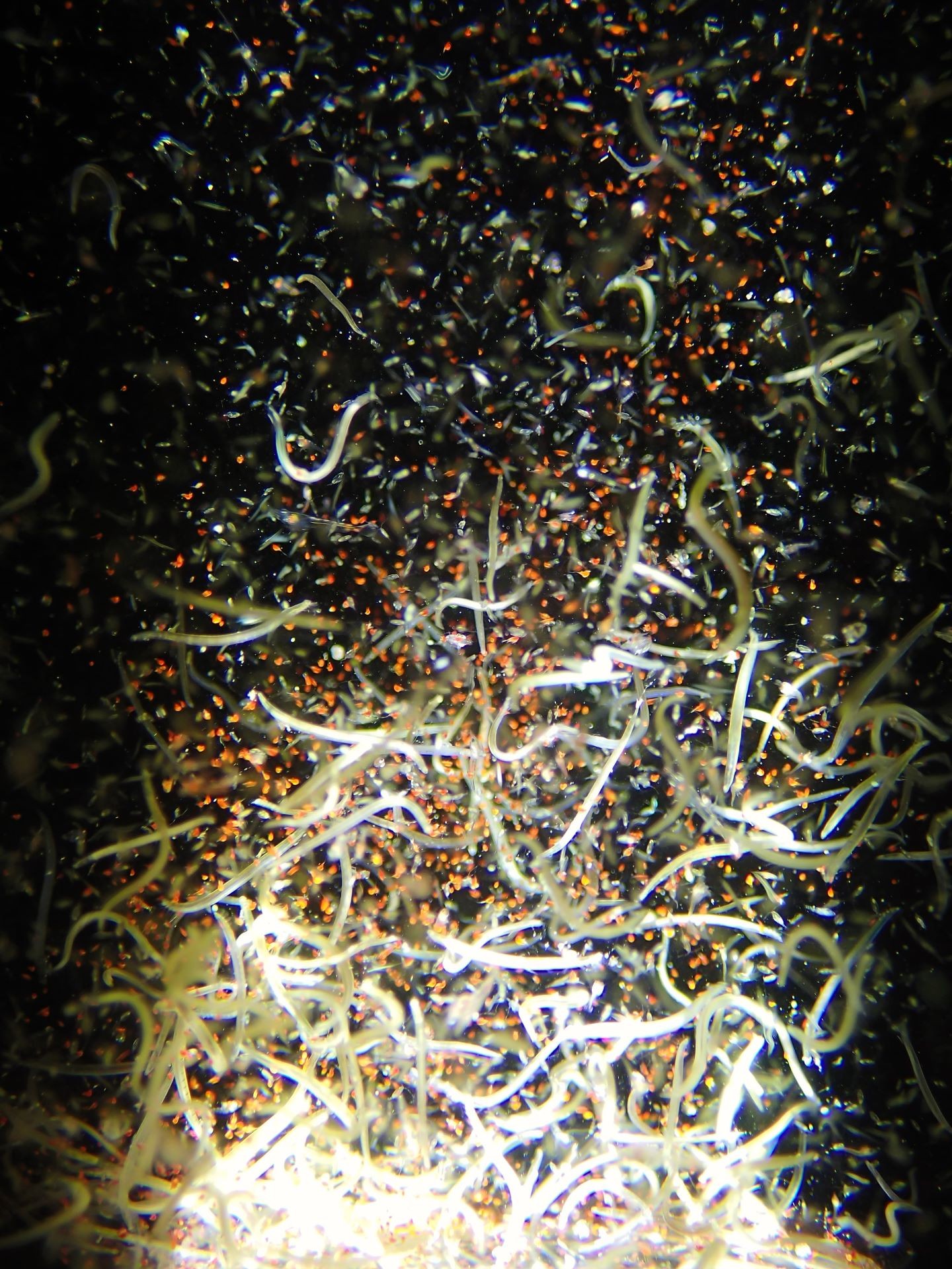 Fiebre del sábado noche