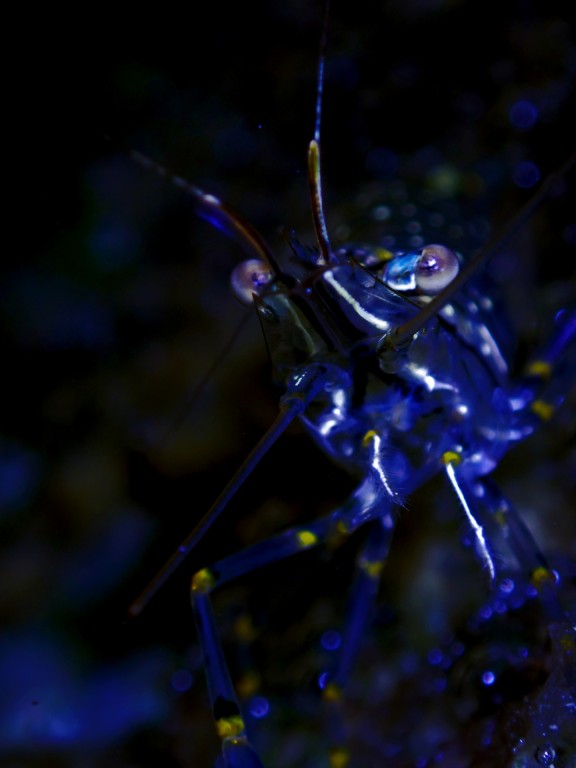 Ommatidia