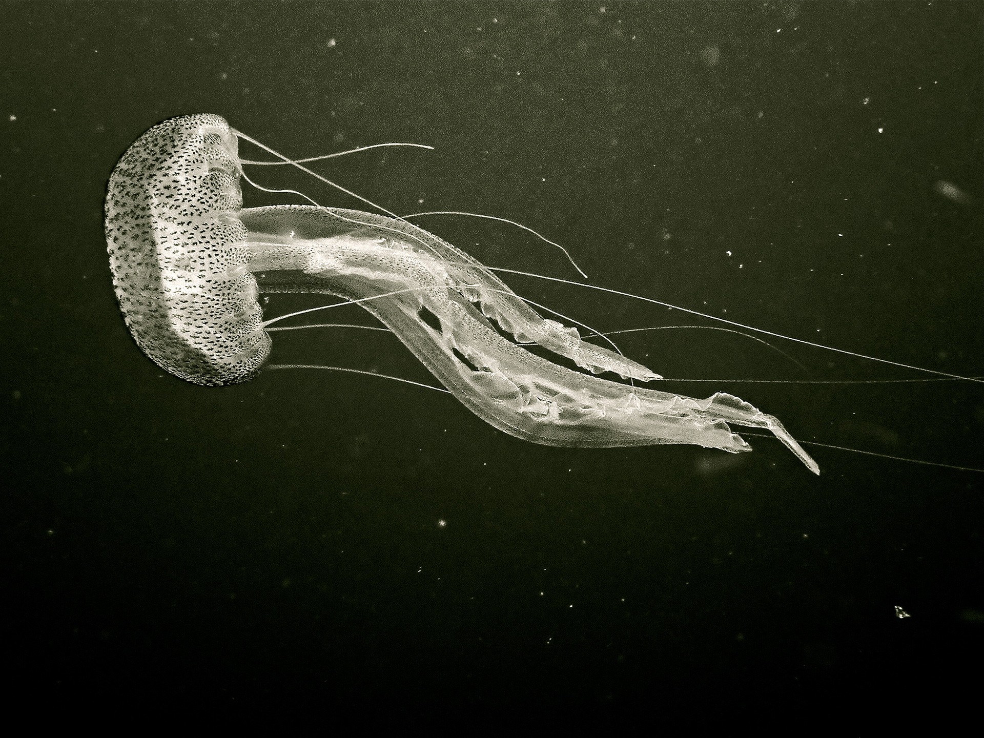 Elegancia en la oscuridad