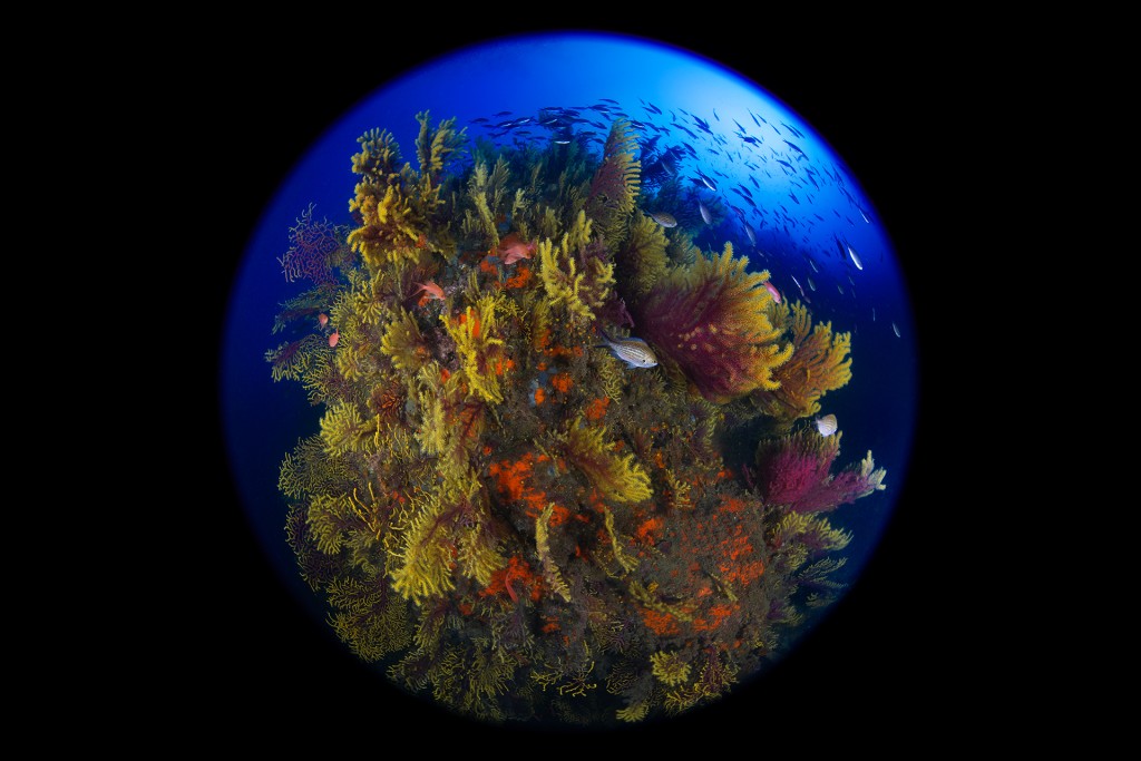 COLORS
