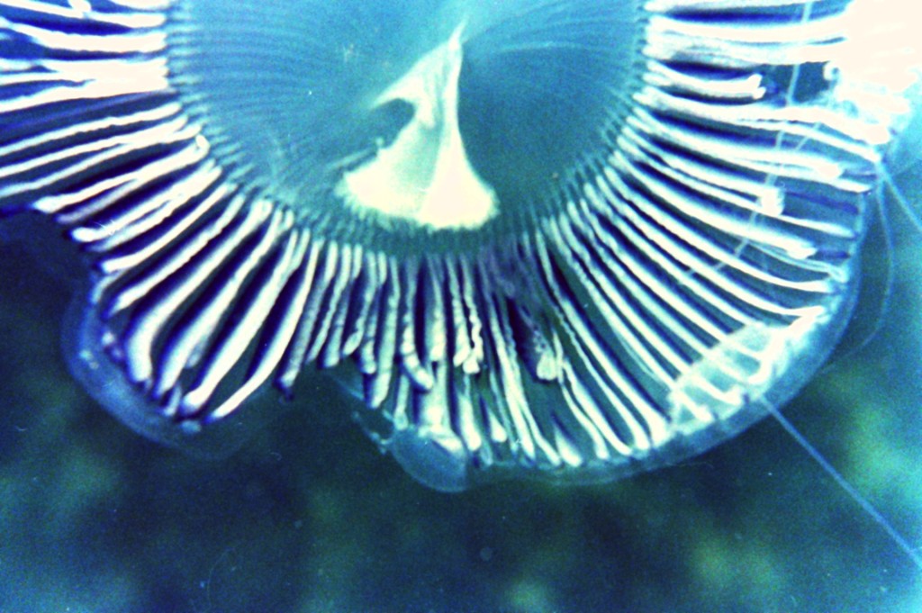 medusa azul