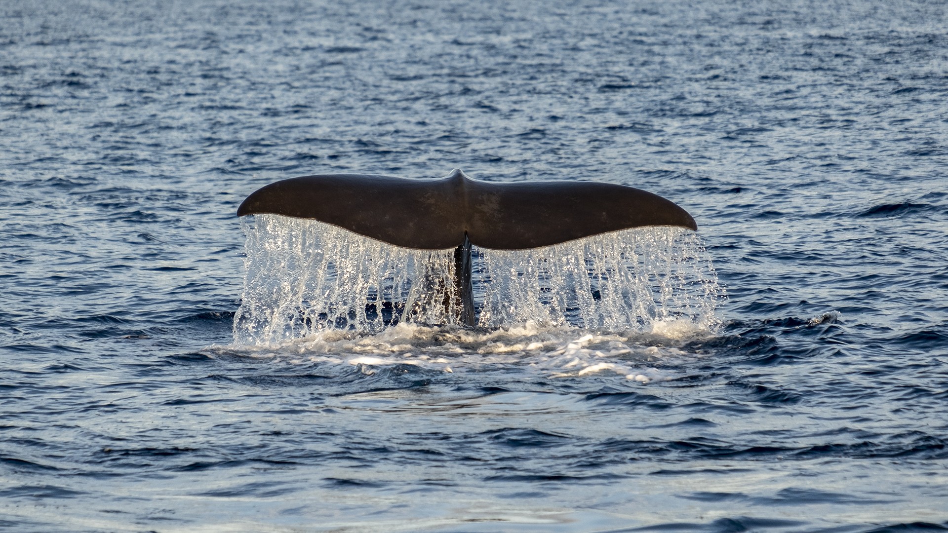 Catxalots a les Balears: conèixer per conservar