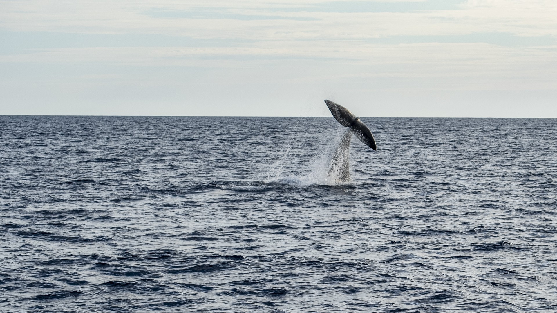 Catxalots a les Balears: conèixer per conservar