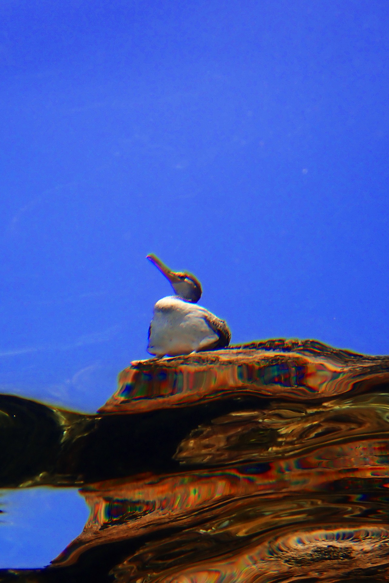 Guardianes del Mar Balear