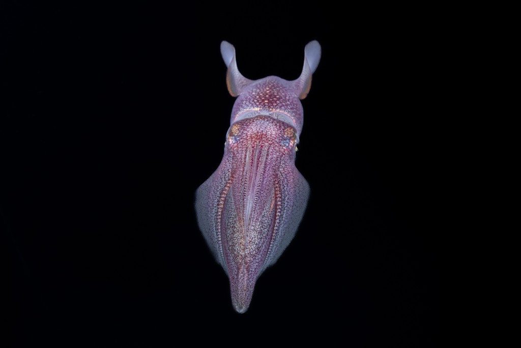 El guardian de los secretos marinos.