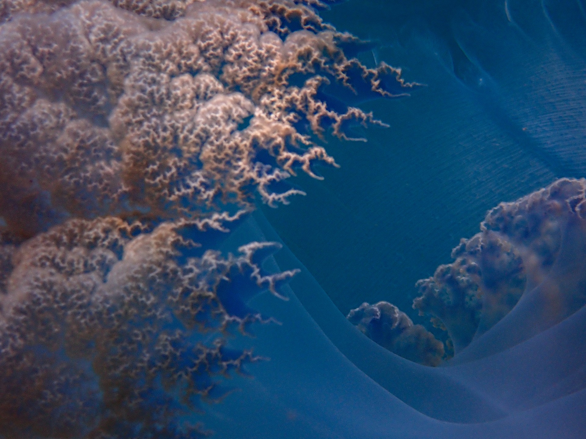 La gran ola... con tentáculos