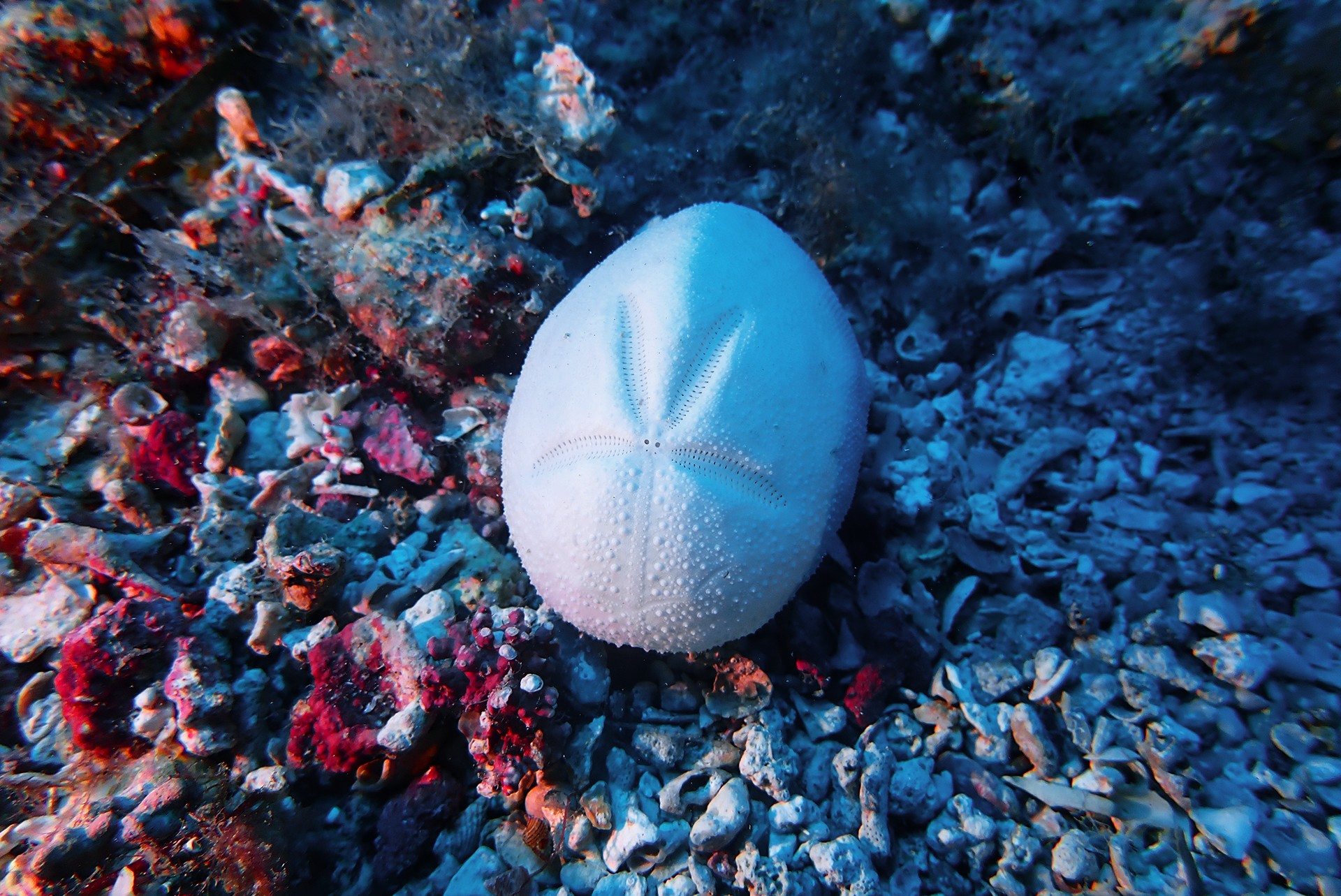 Vida entre grans de sorra