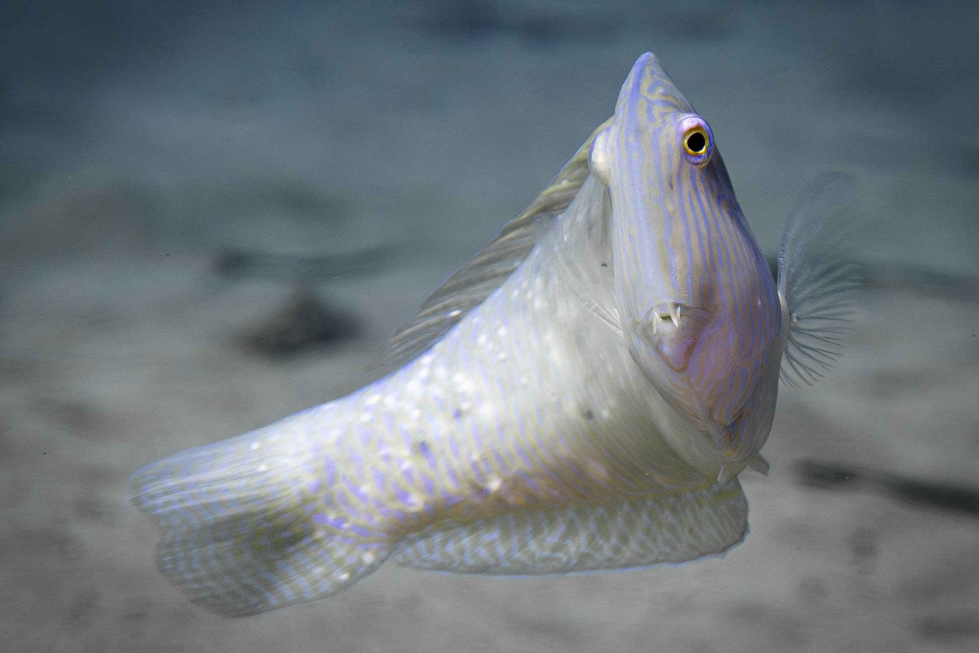 EL VAMPIRILLO BALEAR