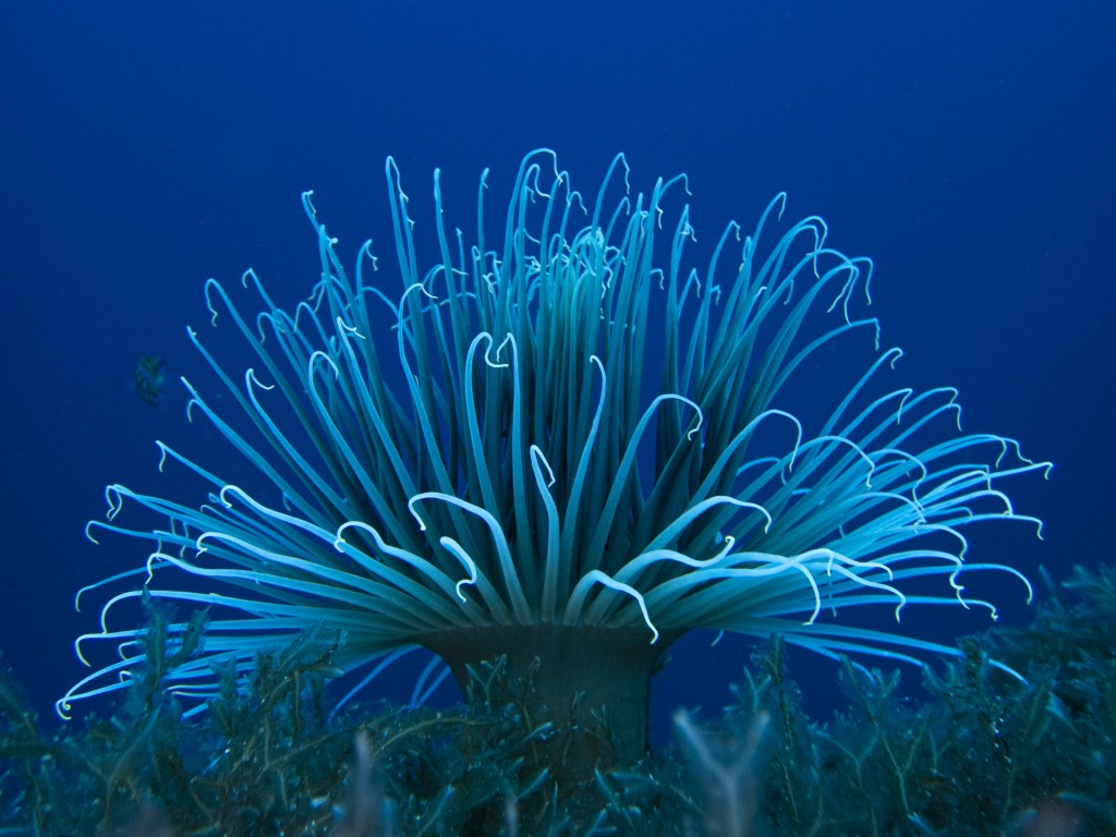 Deep Blue Fireworks