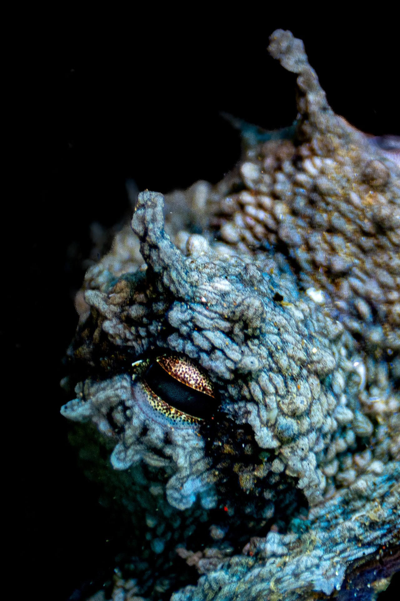 Cartografía de una pupila