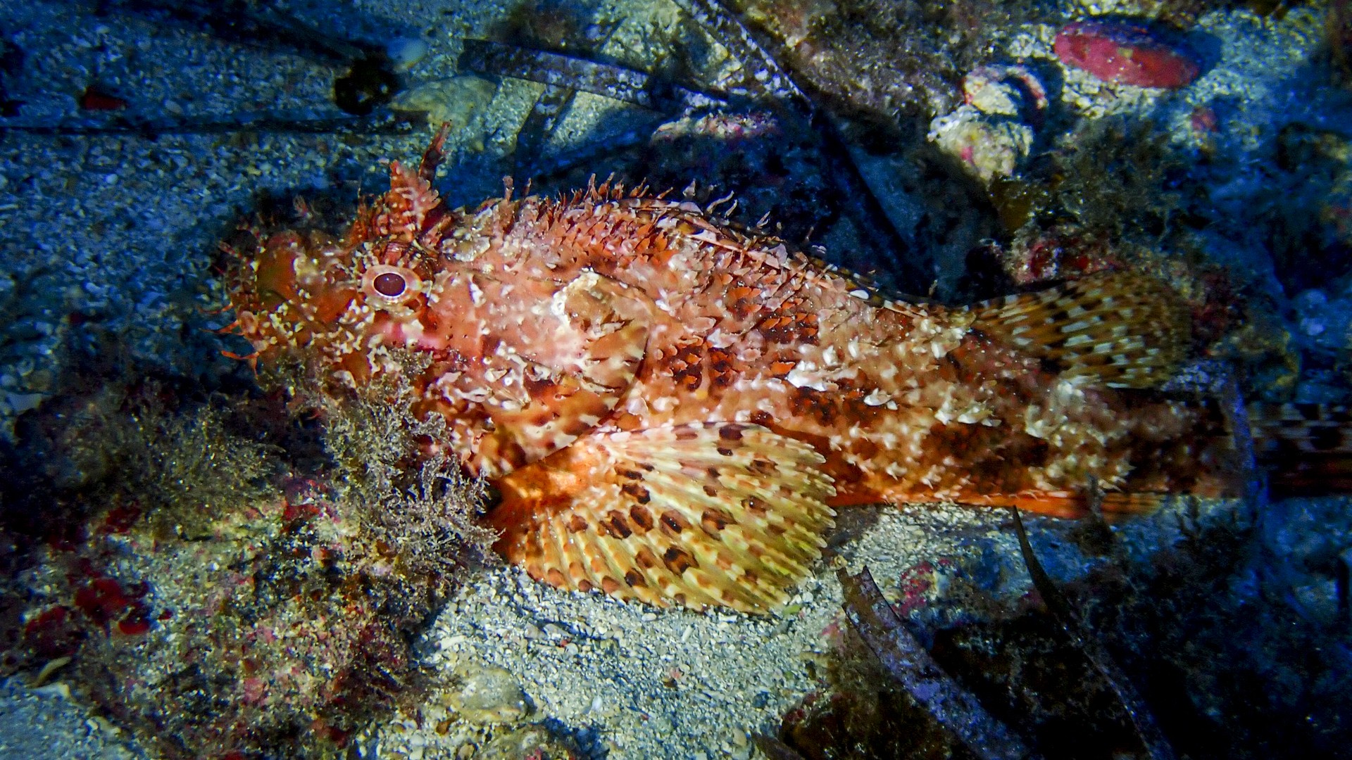 La caça de l'escórpora