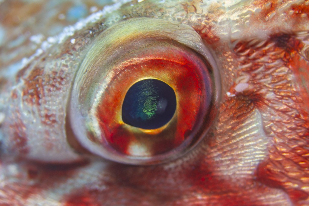 Mirada