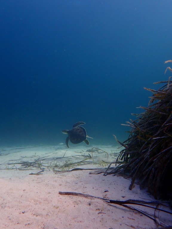 Tortuga verde