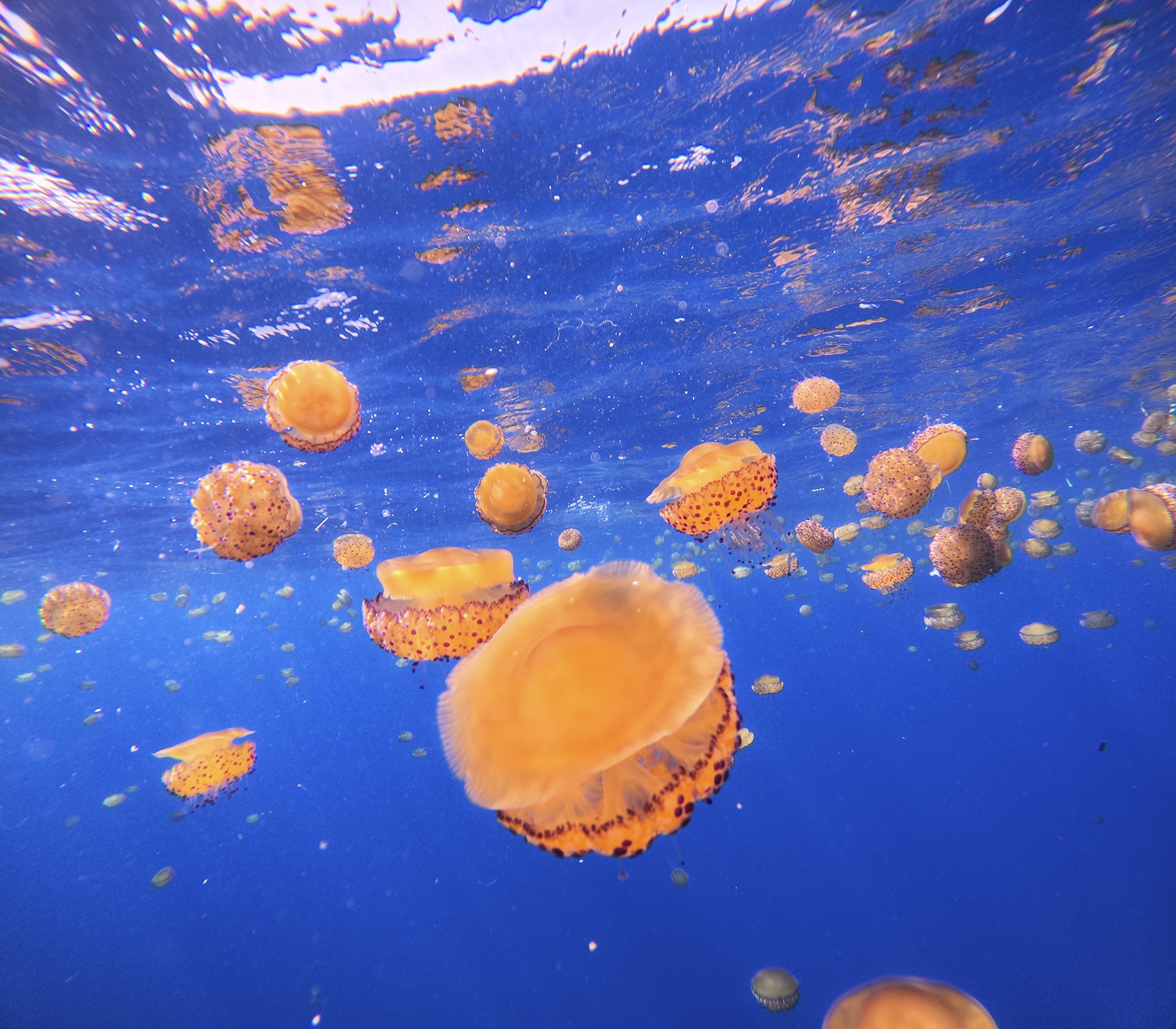 Missatgers de la Calor