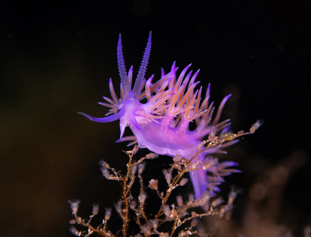 Flabelina