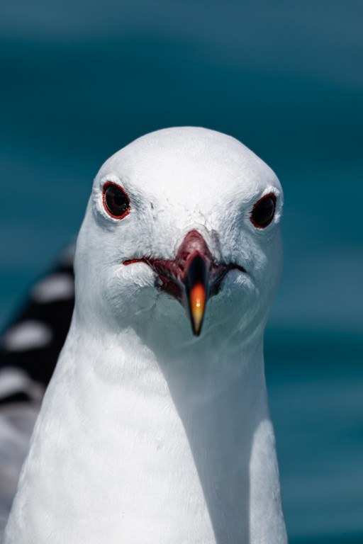 Mirada fija