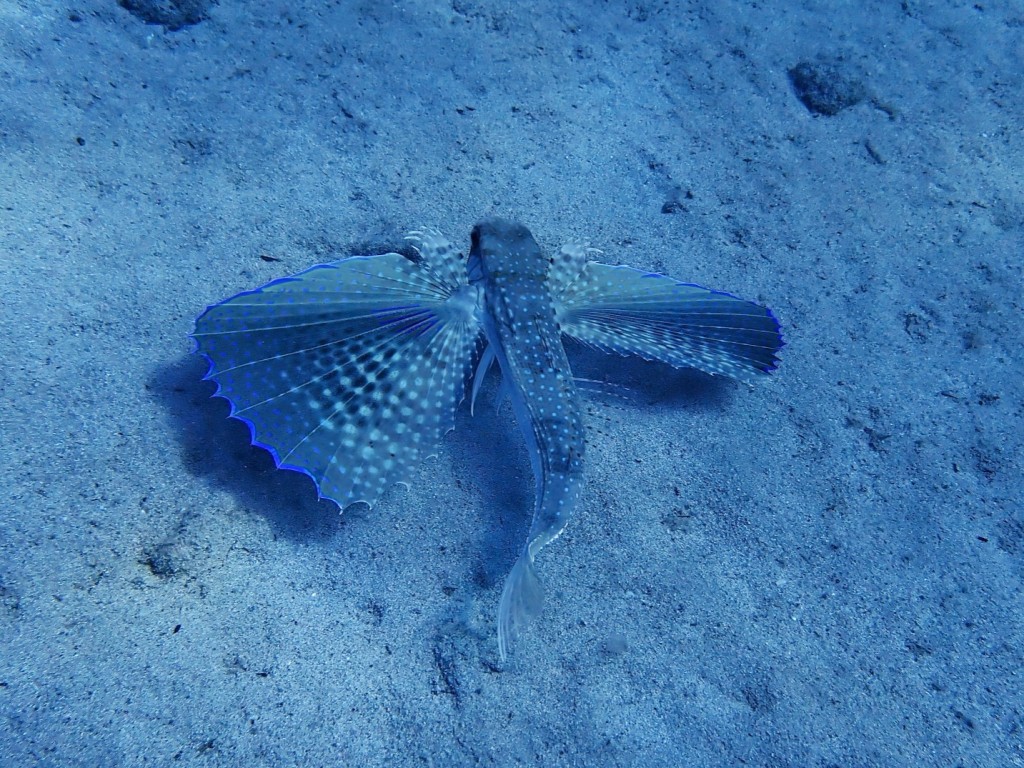 El blau que s’amaga sota l’aigua