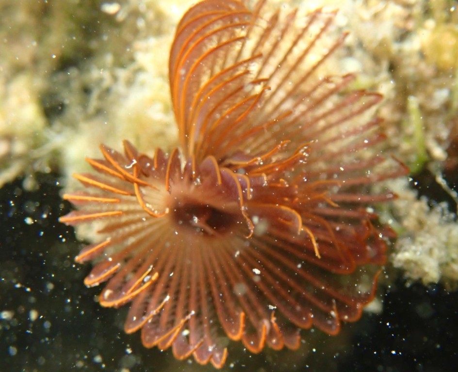 Serpula vermicularis paciente.