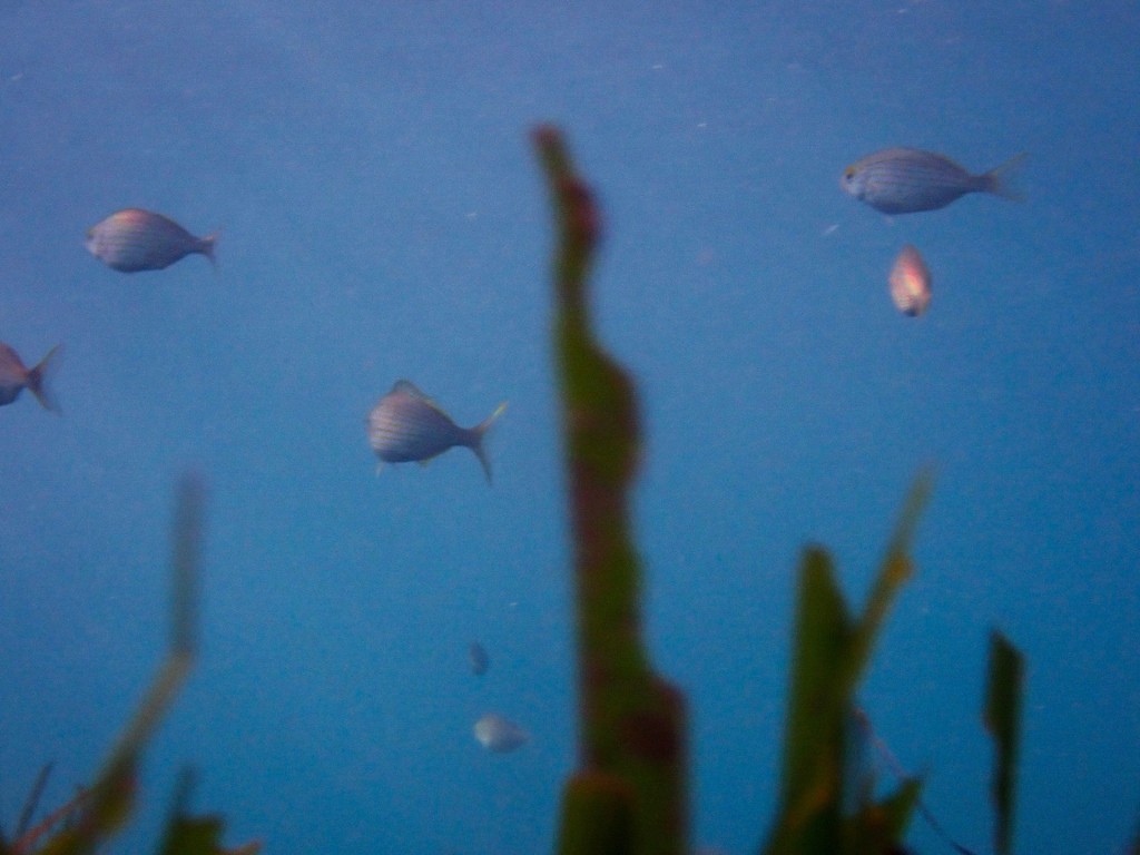 ESLABONES INVISIBLES: LA FRAGILIDAD DEL EQUILIBRIO MARINO