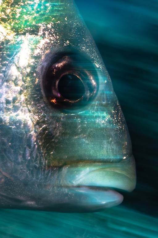 NARCOSIS