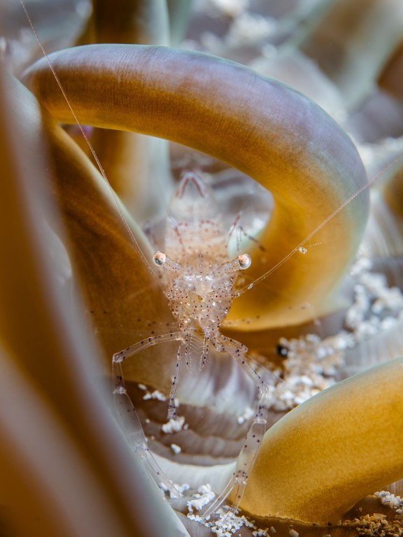 ARTE BAJO EL MAR