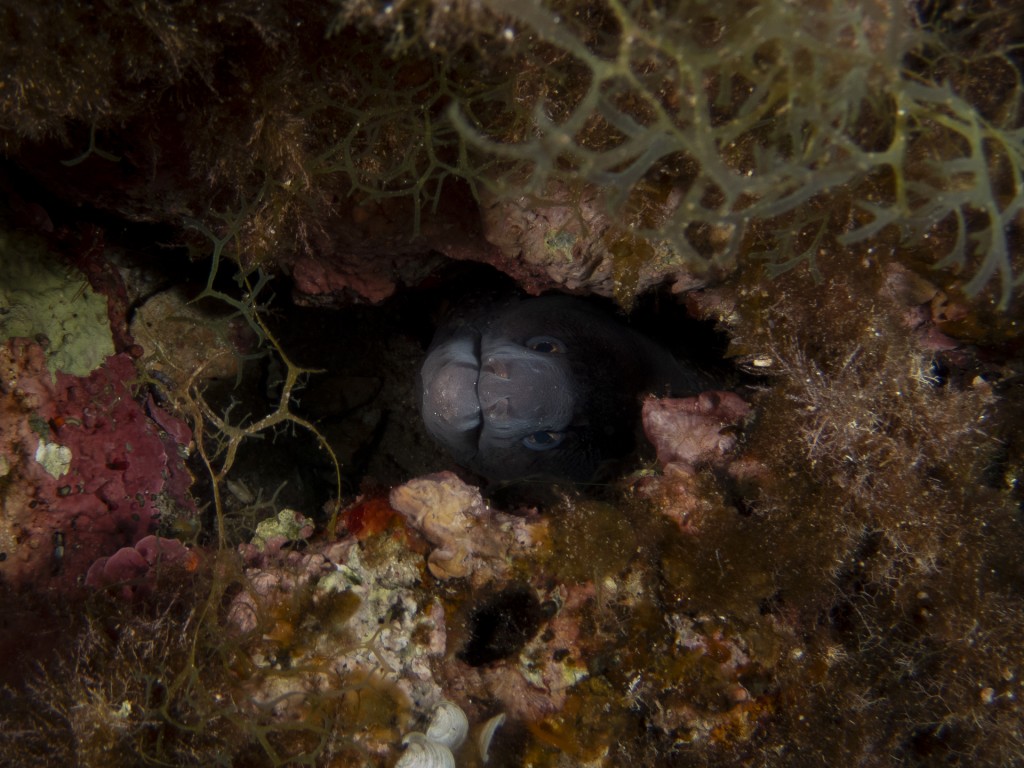Eel-a-Boo