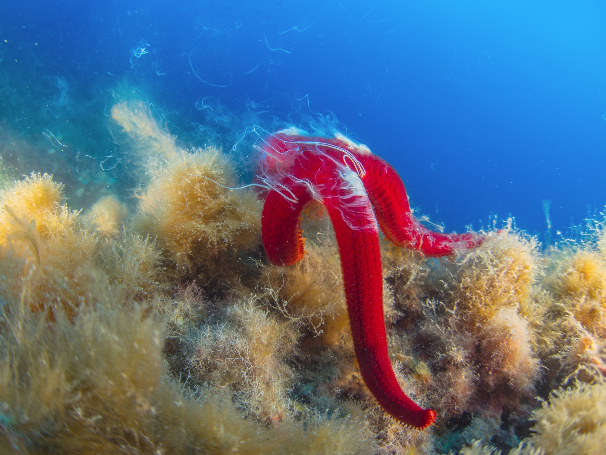 Mare - Certamen d'Arts Visuals per a la Conservació de la Mar Balear