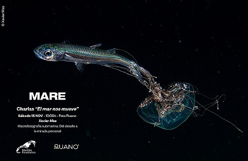 Underwater macro photography:from detail to personal vision