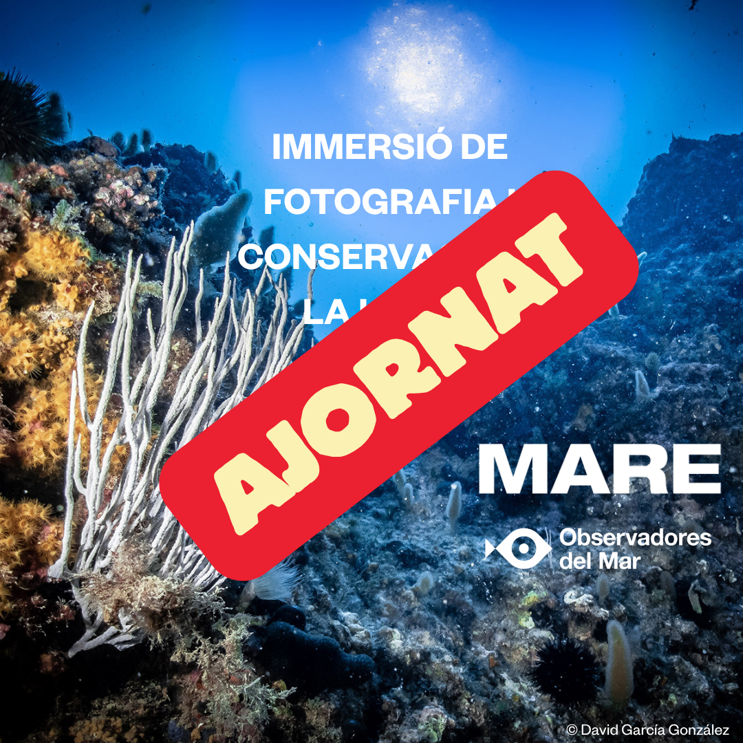 IMMERSIÓN DE FOTOGRAFIA I CONSERVACIÓN EN LA LLOSA